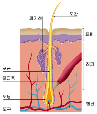 의약품 이미지